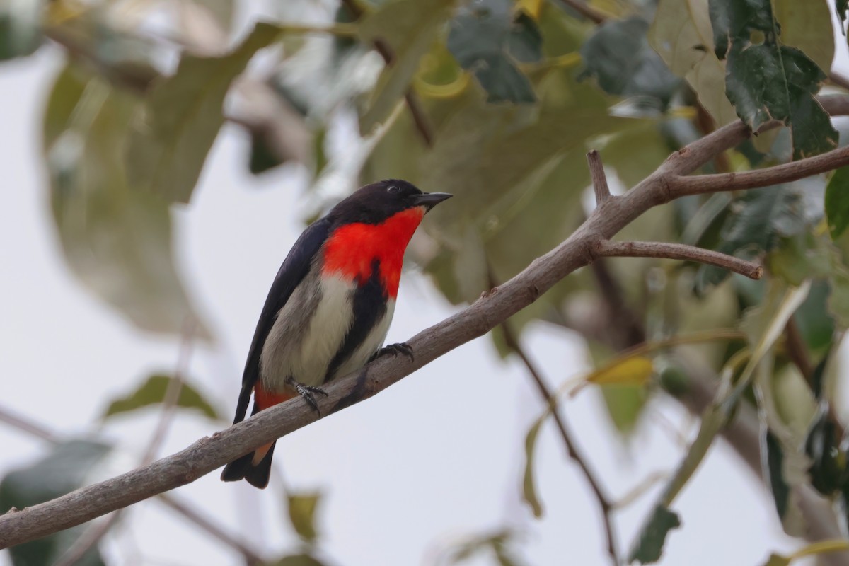 Picaflores Golondrina - ML641983465