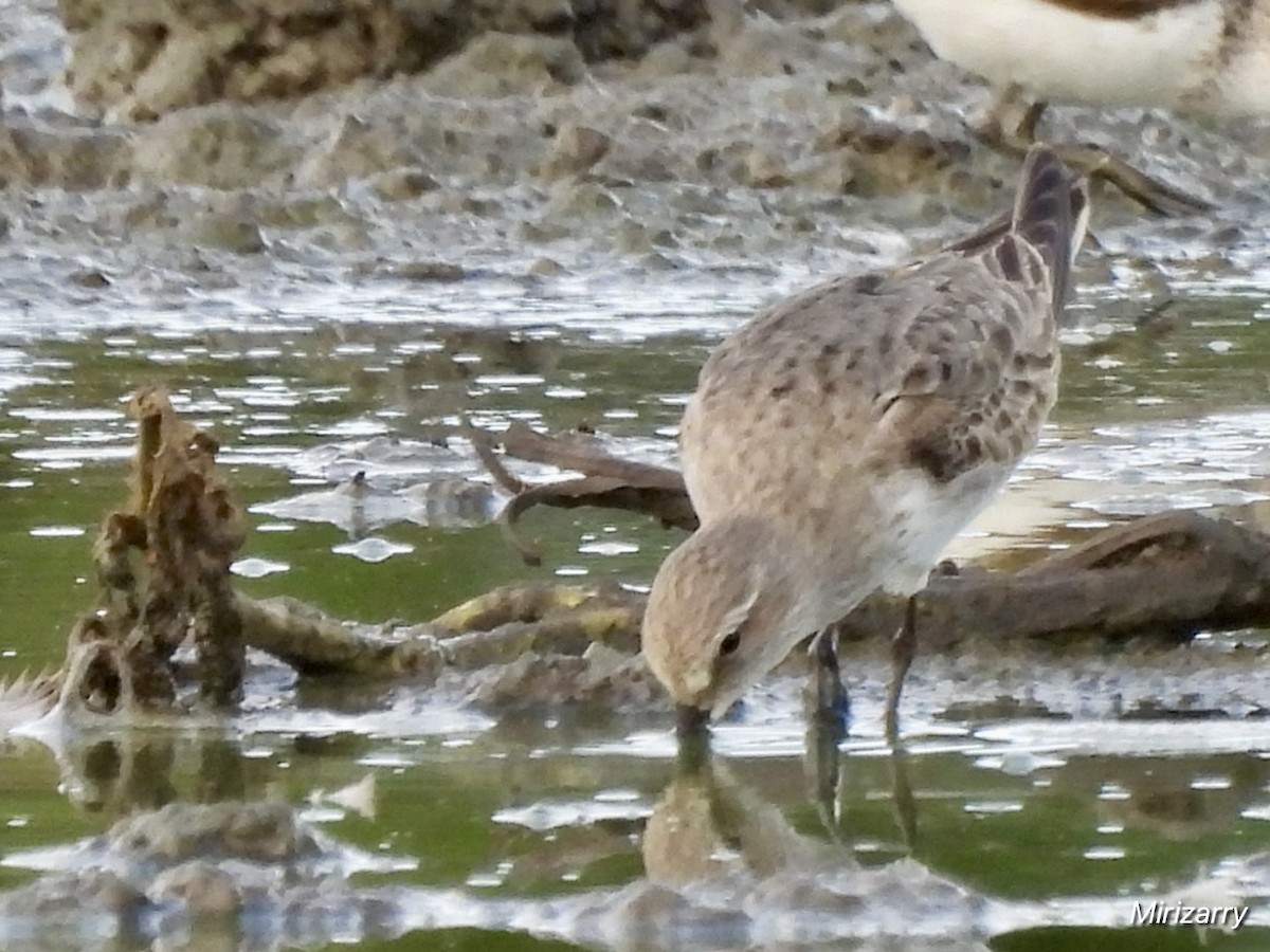 Semipalmated Sandpiper - ML641983483