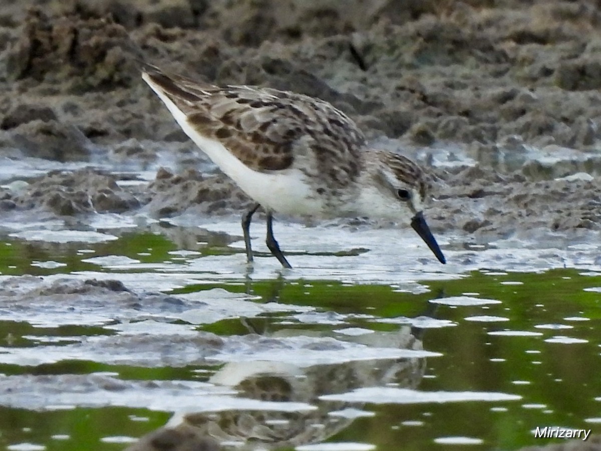 Semipalmated Sandpiper - ML641983484