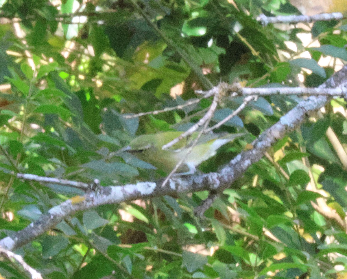 Tennessee Warbler - ML641983485