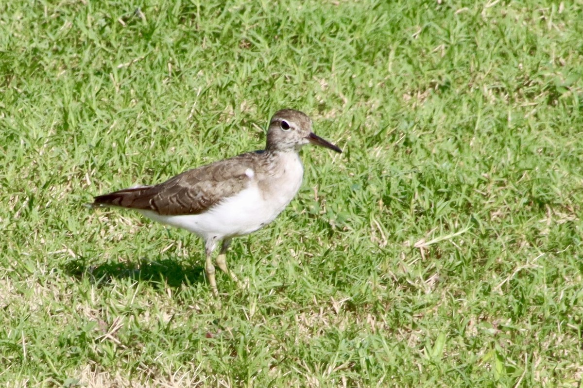 Spotted Sandpiper - ML641983488