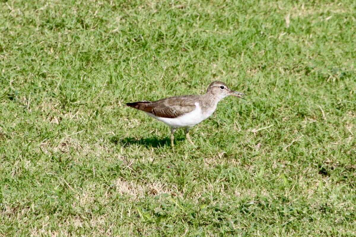 Spotted Sandpiper - ML641983489