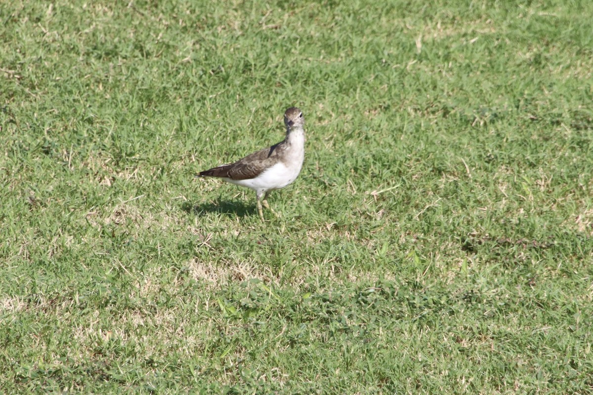 Spotted Sandpiper - ML641983490