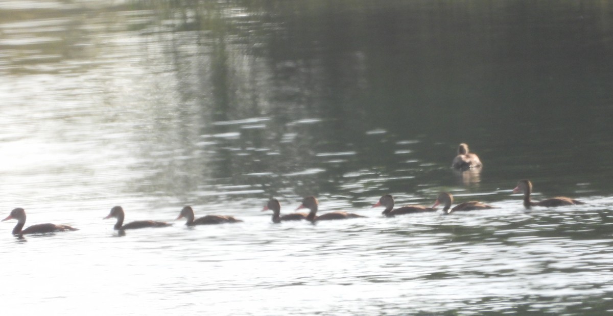 Suirirí Piquirrojo (fulgens) - ML641983493