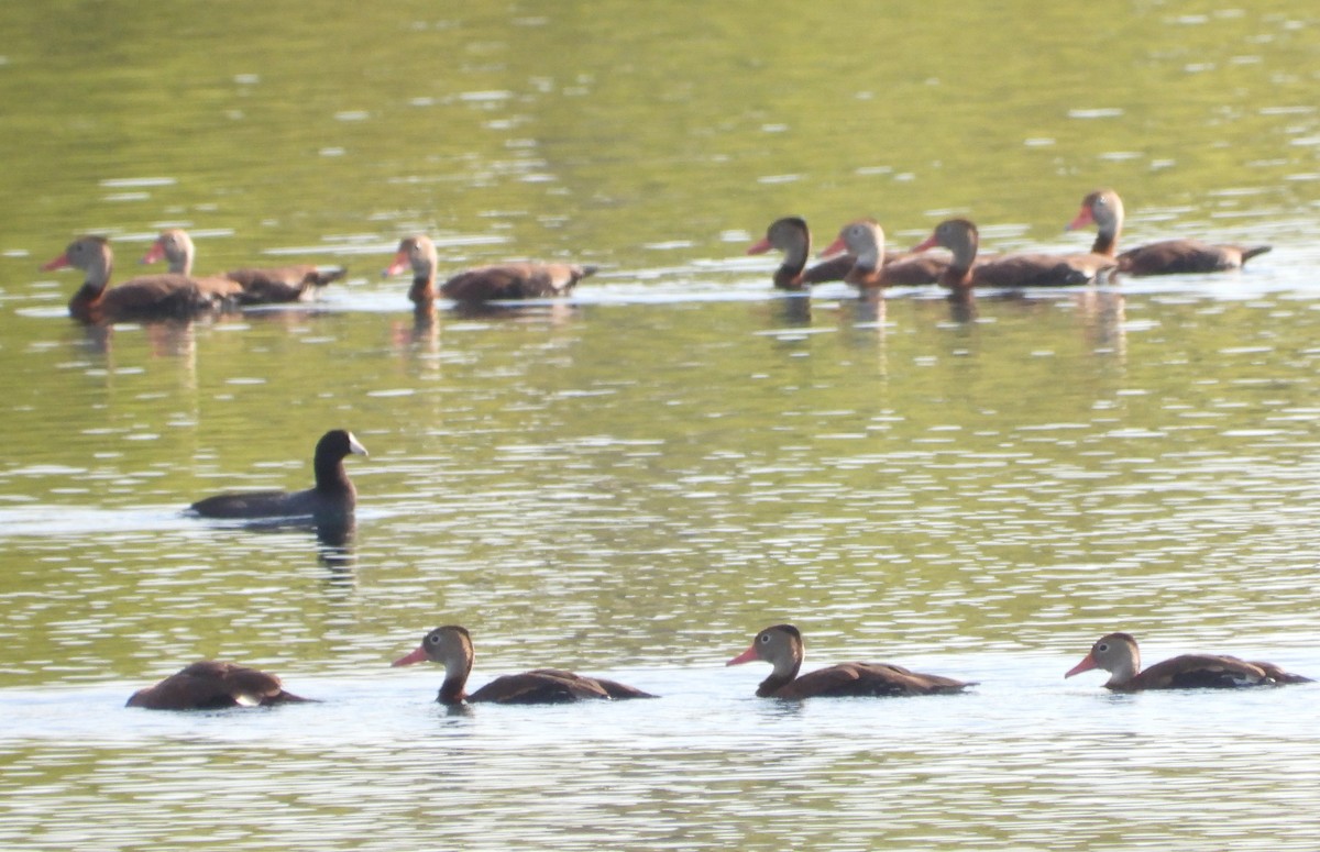 Suirirí Piquirrojo (fulgens) - ML641983496