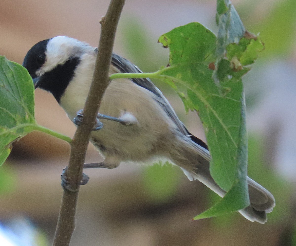 Carolina Chickadee - ML641983504