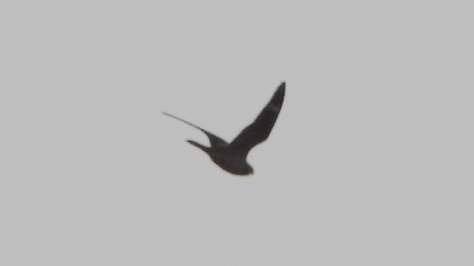Common Nighthawk - ML641983509