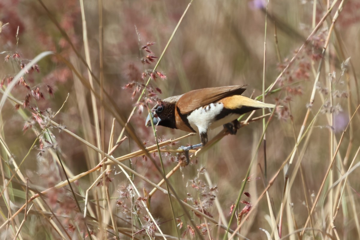 Chestnut-breasted Munia - ML641983511