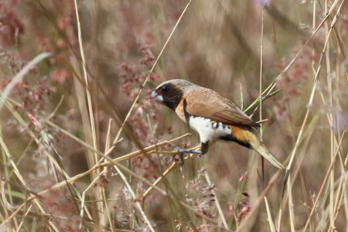 Chestnut-breasted Munia - ML641983512
