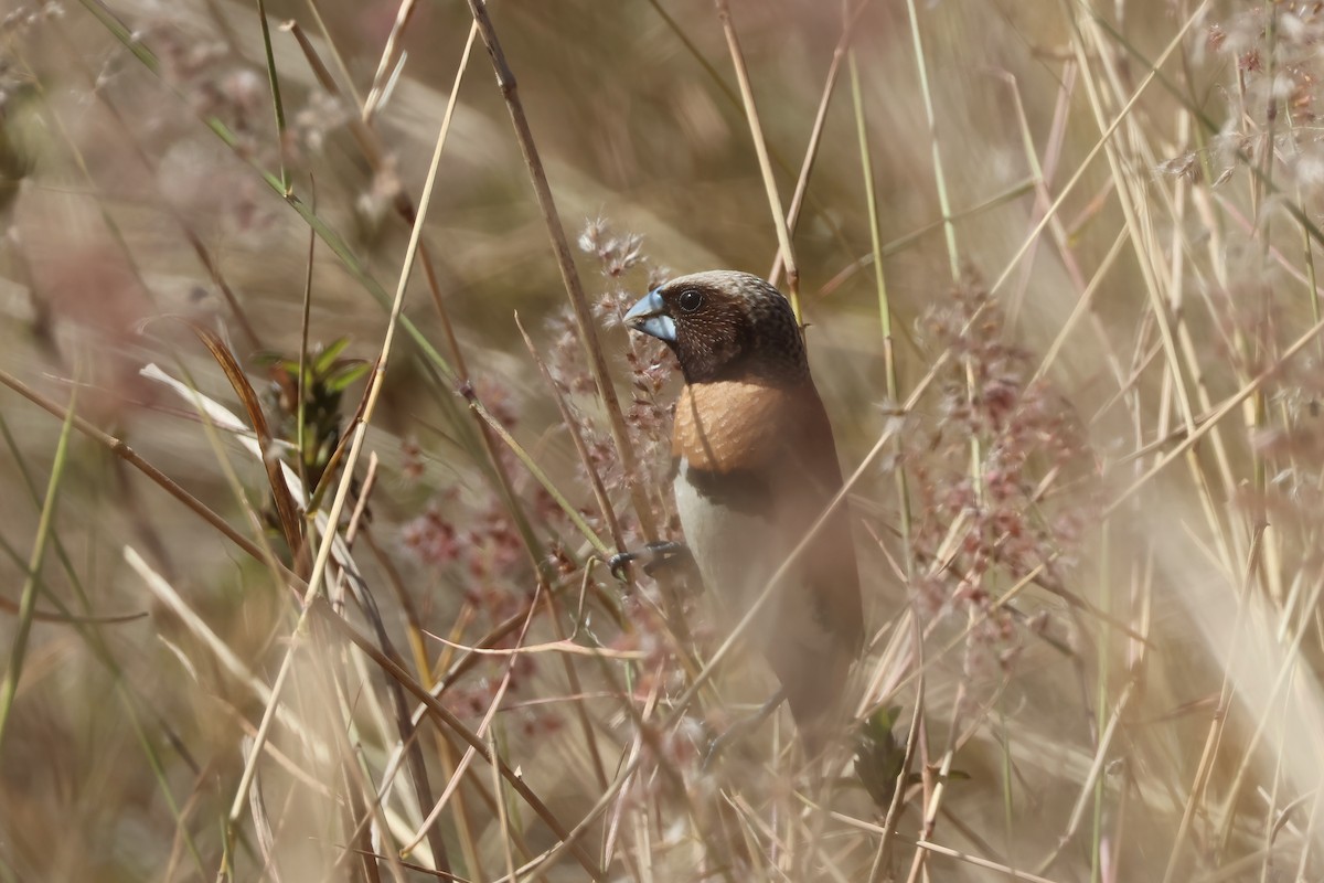 Chestnut-breasted Munia - ML641983513