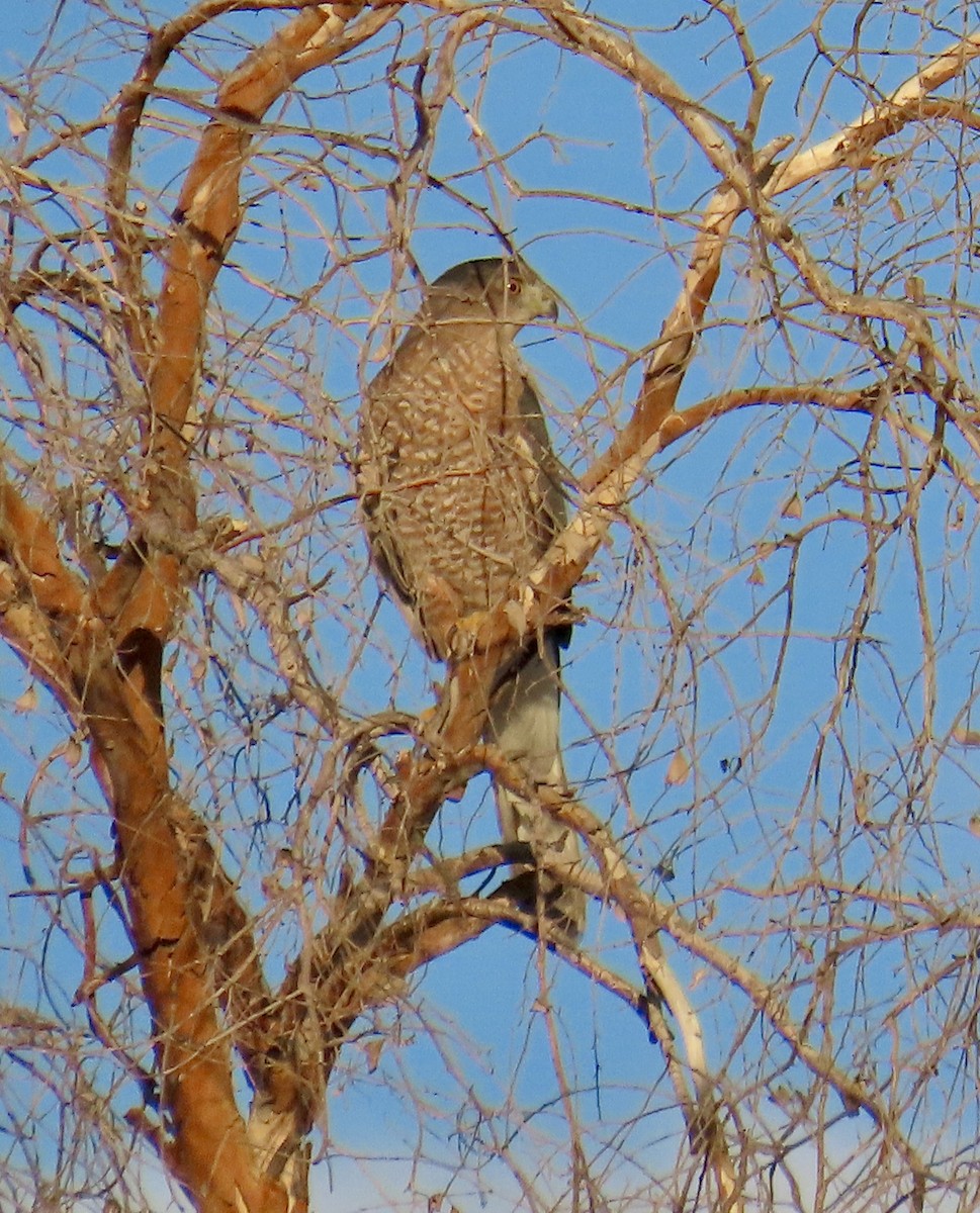 Cooper's Hawk - ML641983519