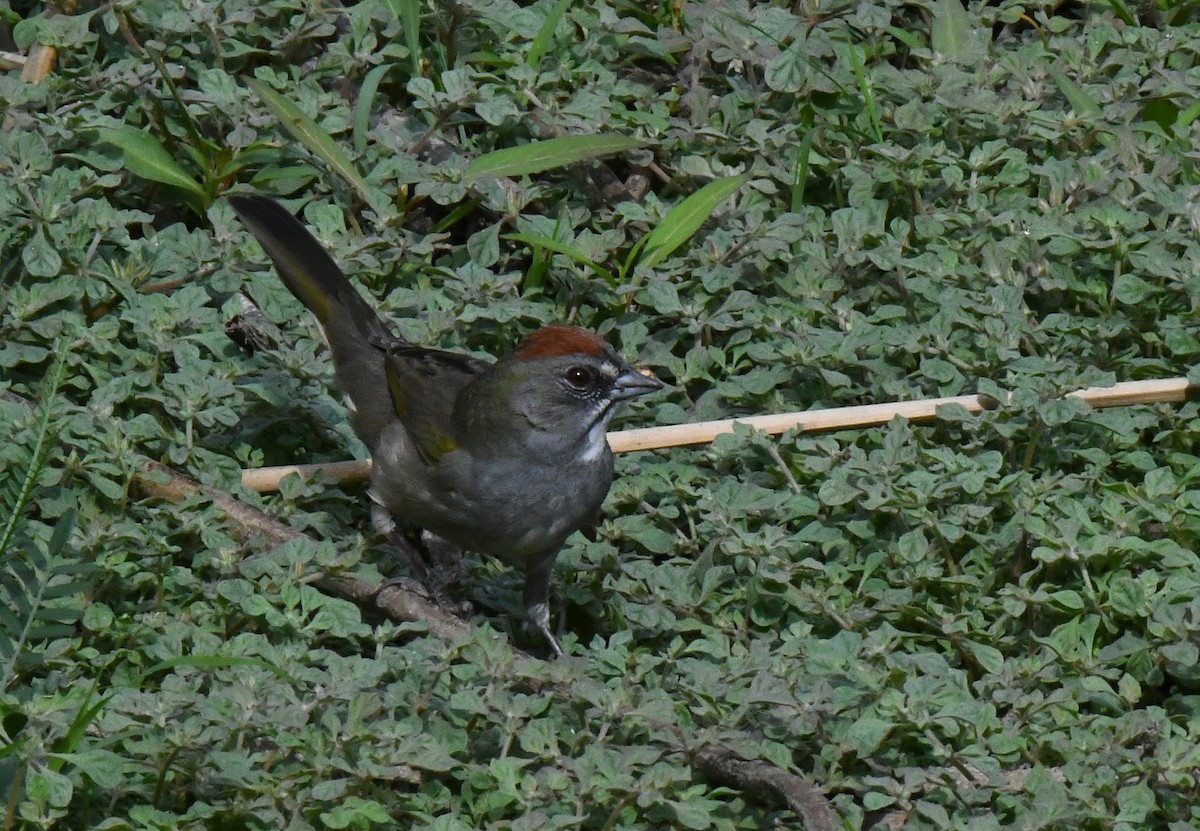 Green-tailed Towhee - ML641983520