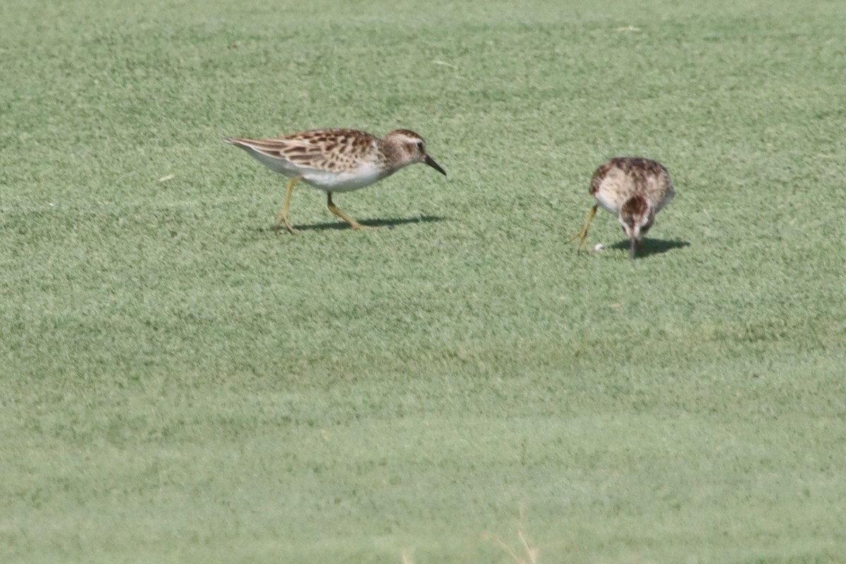 Least Sandpiper - ML641983528