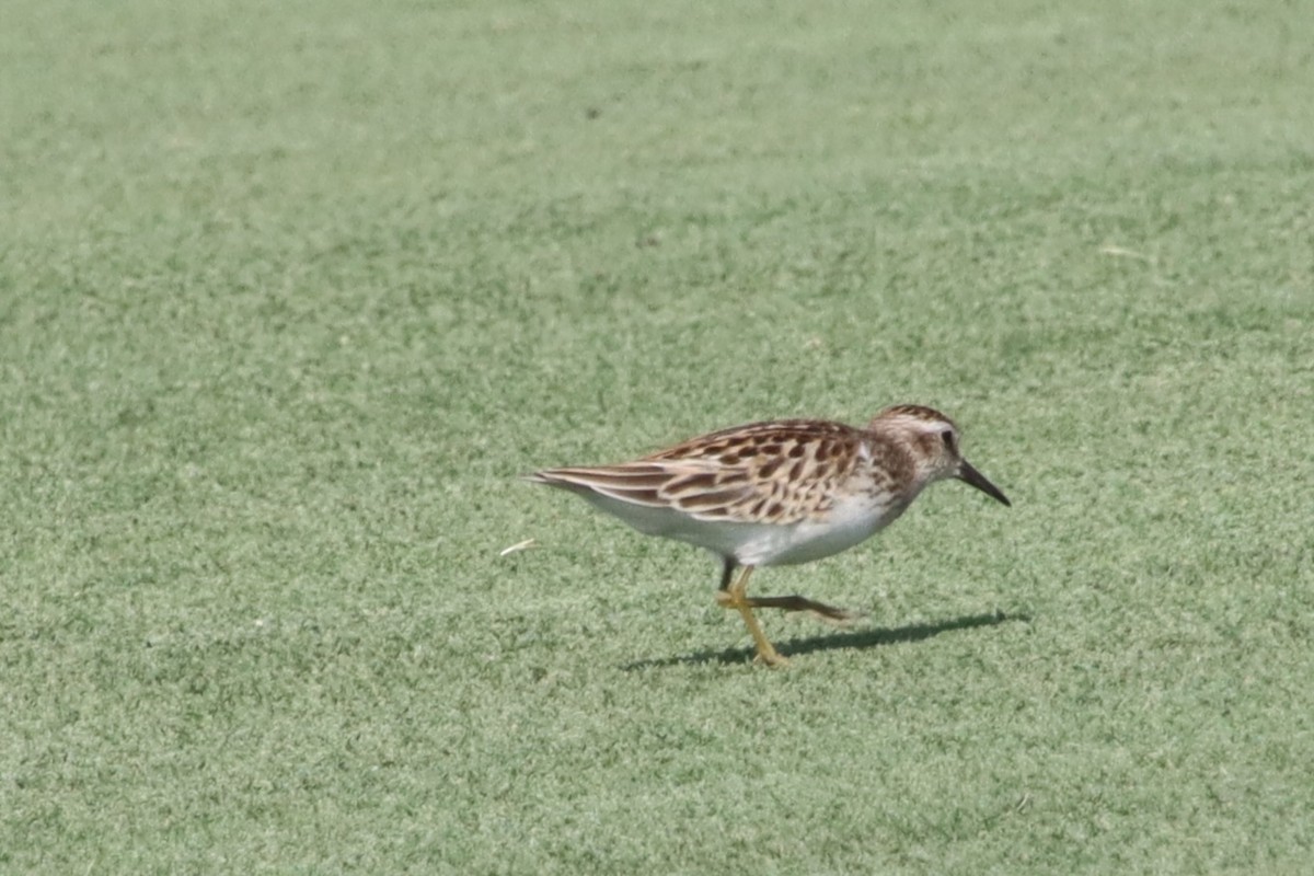 Least Sandpiper - ML641983529