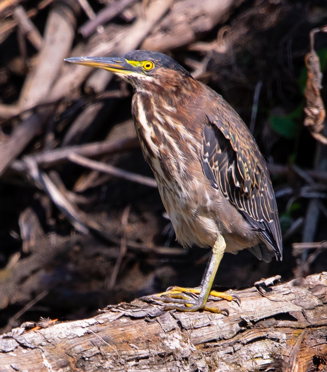 Green Heron - ML641983532