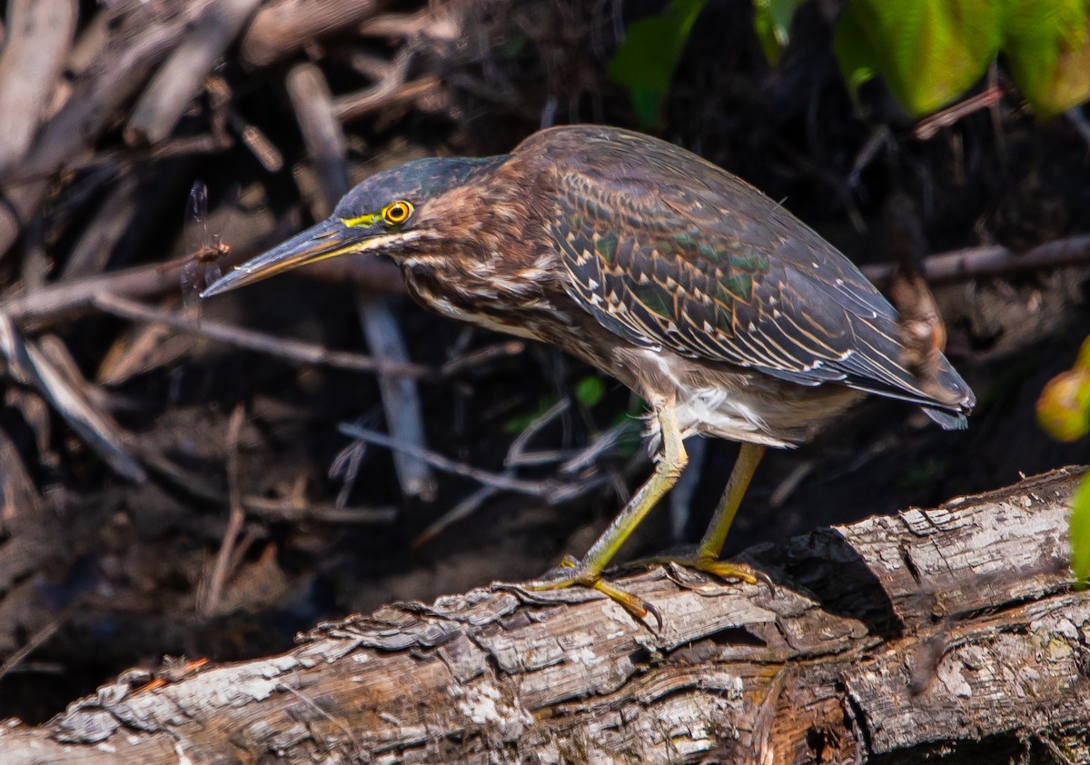 Green Heron - ML641983533