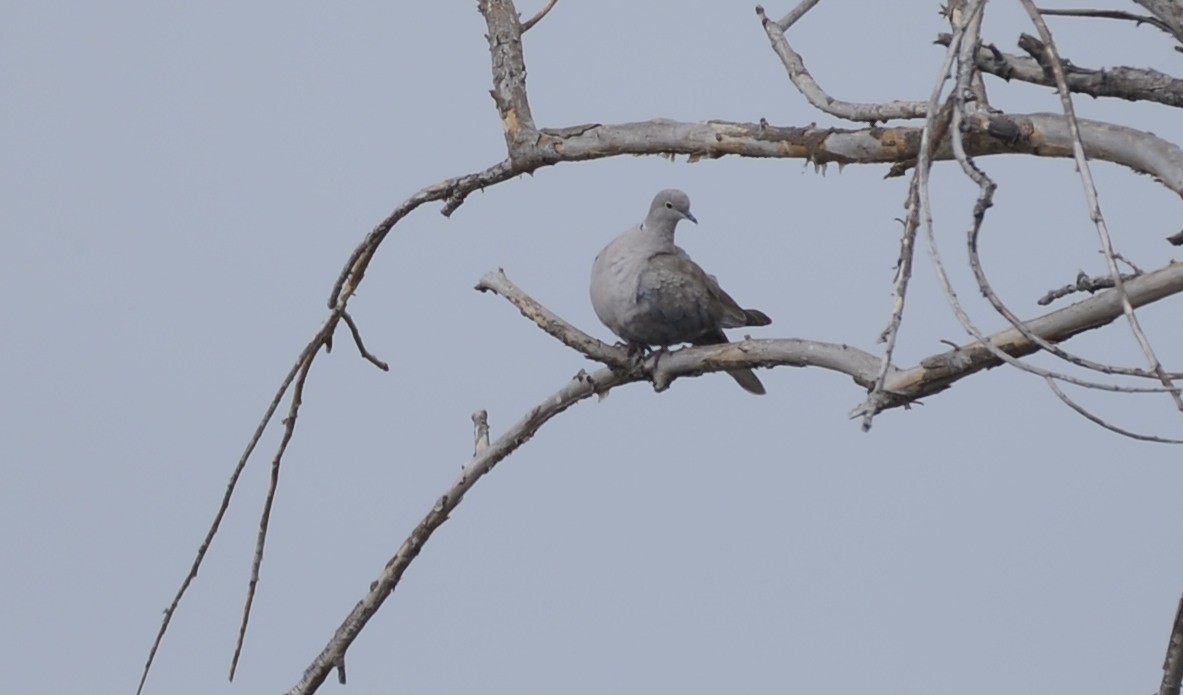 Eurasian Collared-Dove - ML641983537