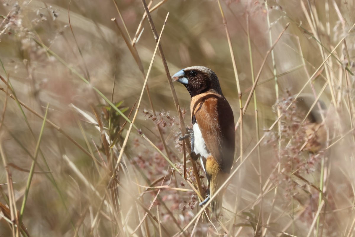 Chestnut-breasted Munia - ML641983538