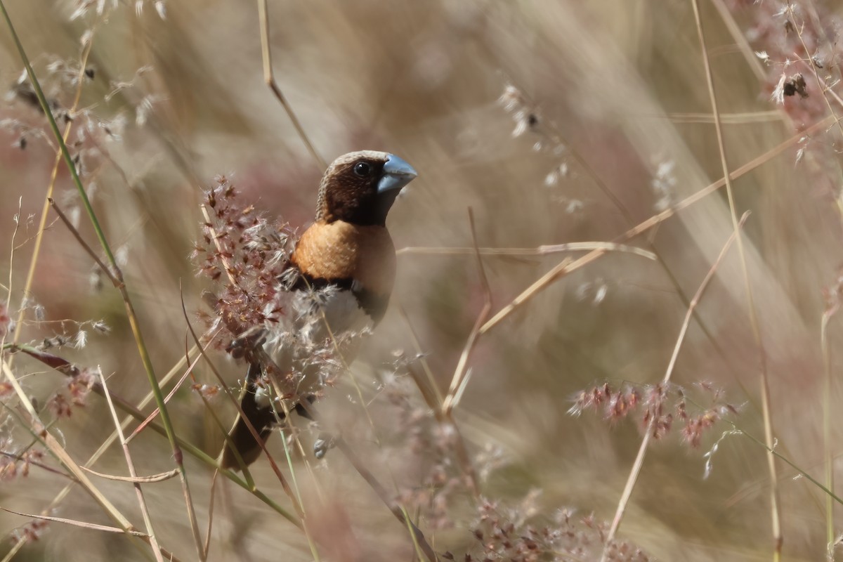 Chestnut-breasted Munia - ML641983539