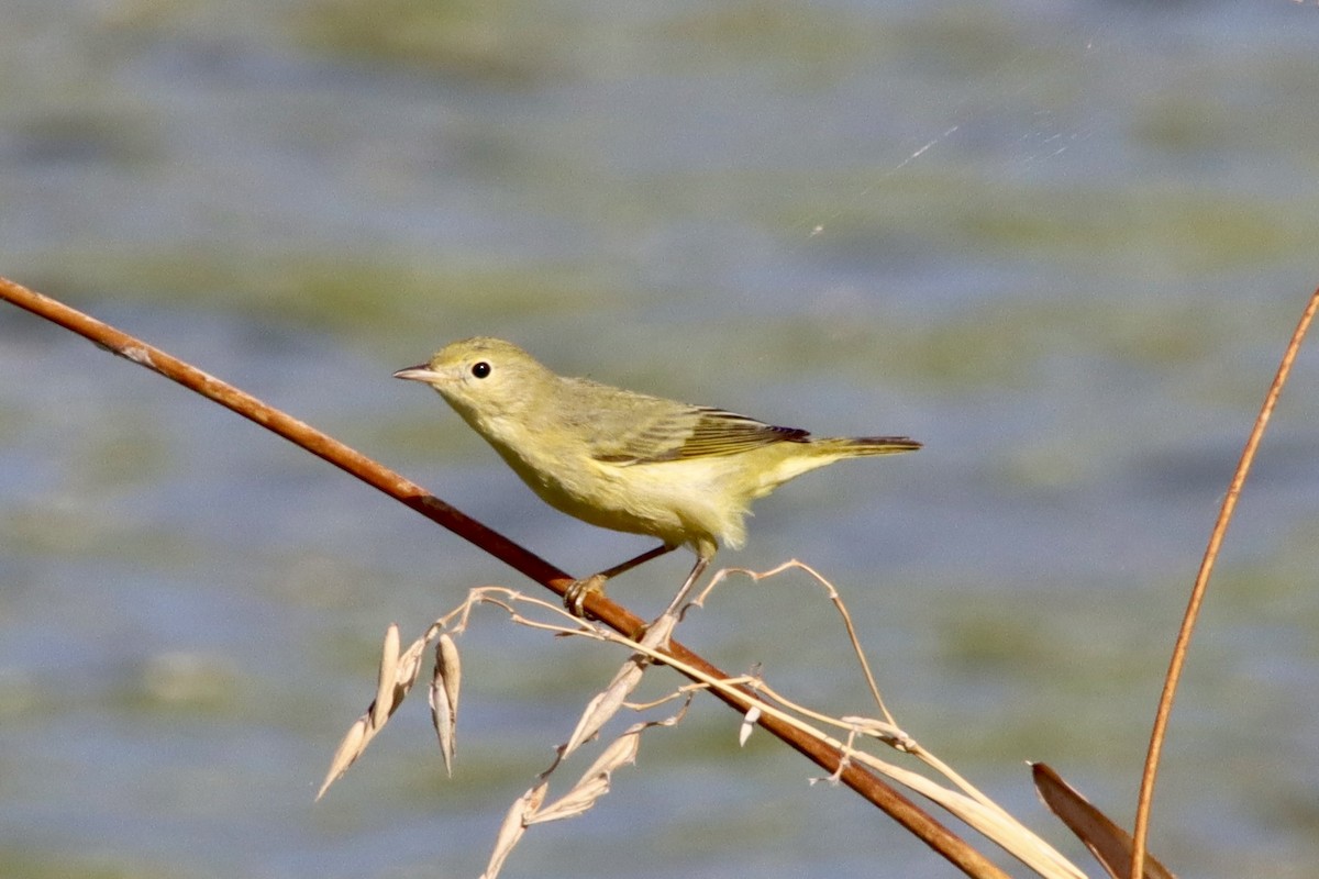 Northern Yellow Warbler - ML641983550