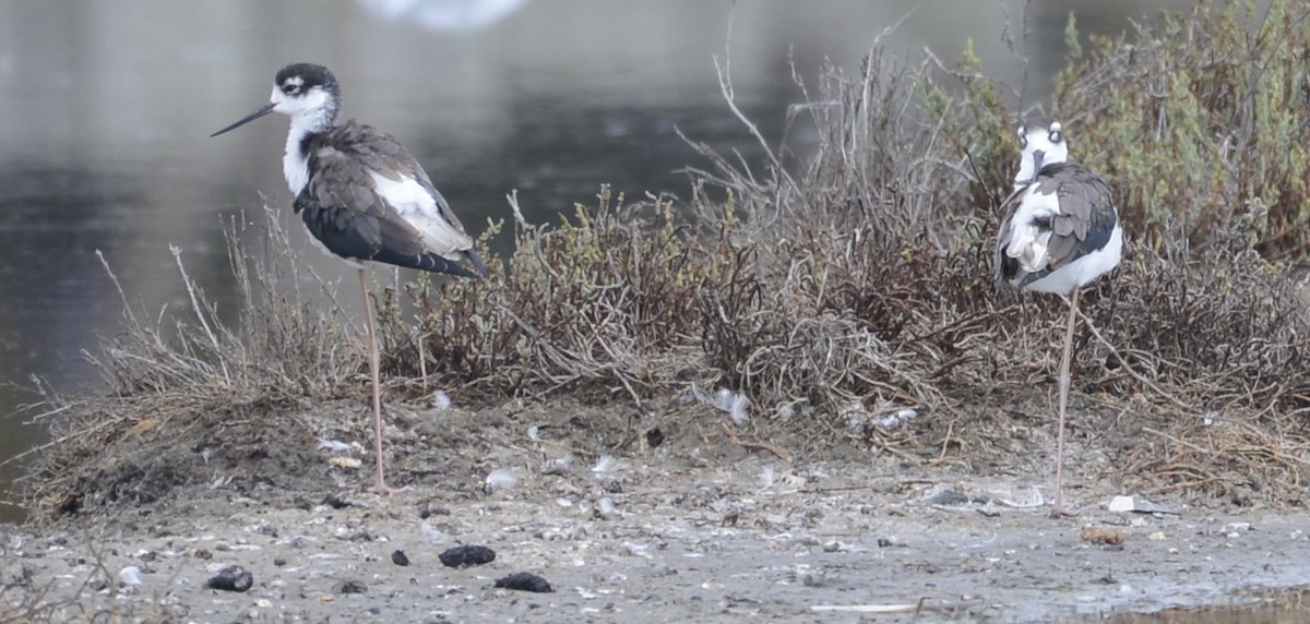 Black-necked Stilt - ML641983564
