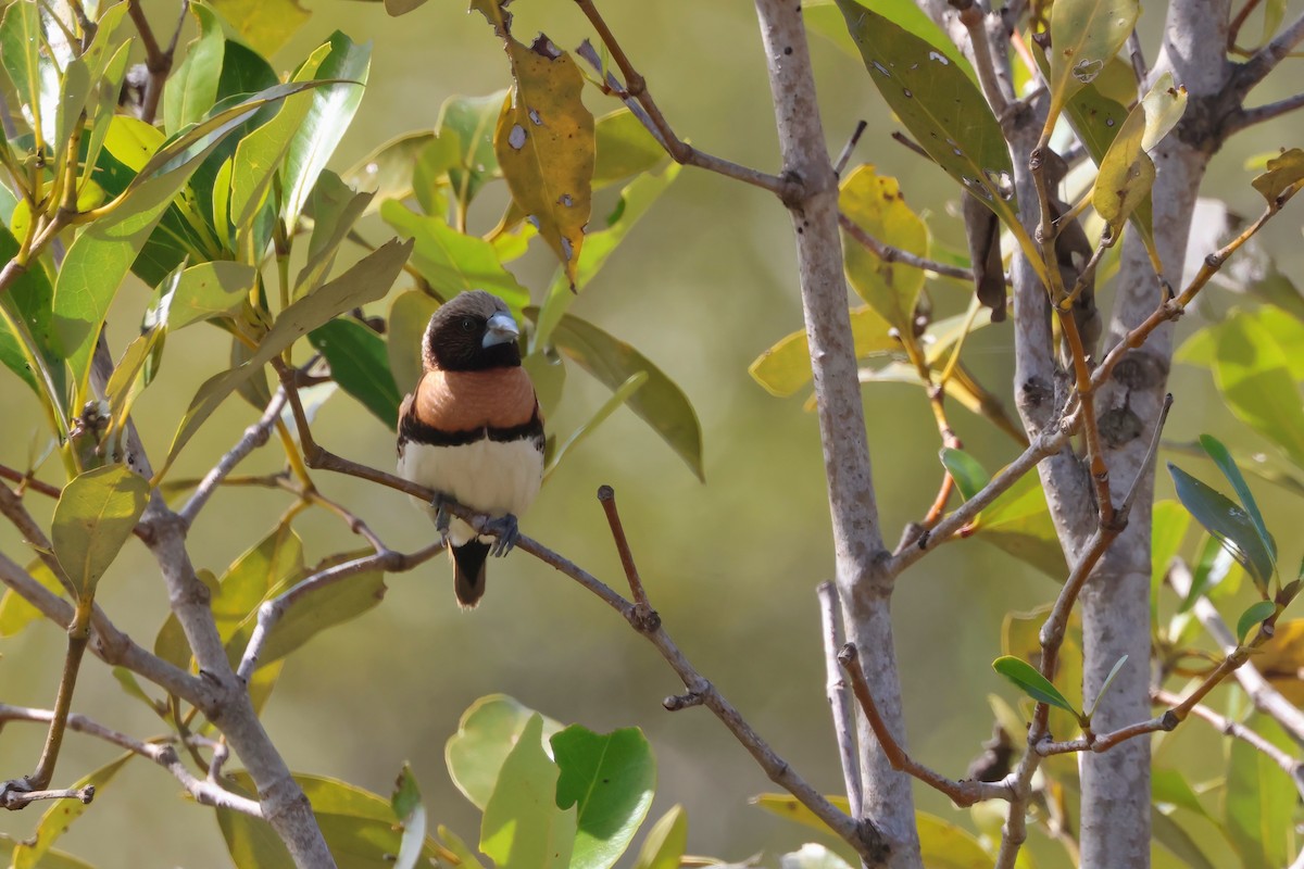 Chestnut-breasted Munia - ML641983591