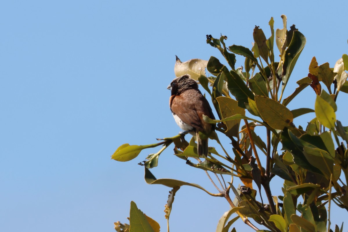 Chestnut-breasted Munia - ML641983593