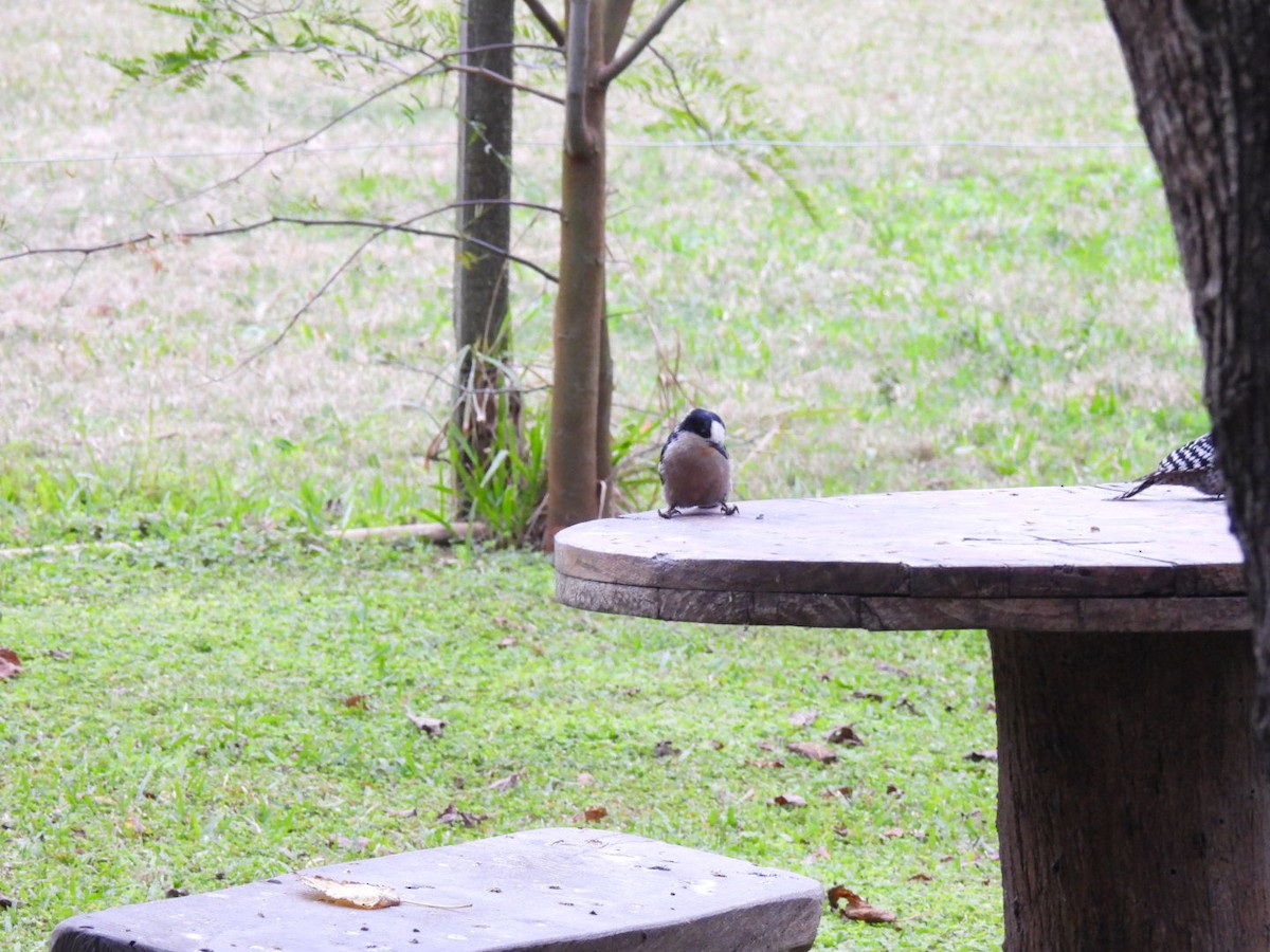 White-fronted Woodpecker - ML641983597