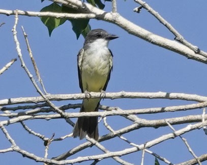 Thick-billed Kingbird - ML641983599