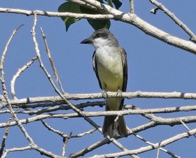 Thick-billed Kingbird - ML641983600