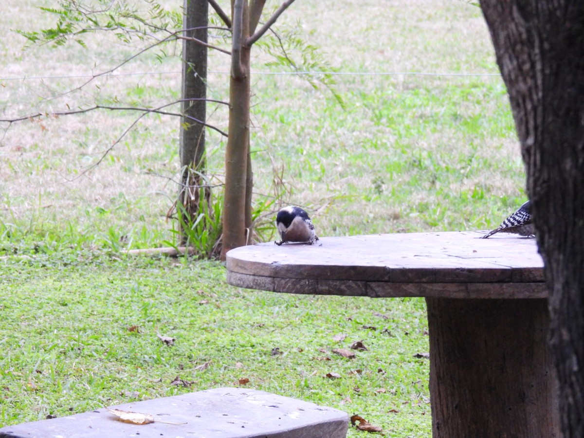 White-fronted Woodpecker - ML641983602