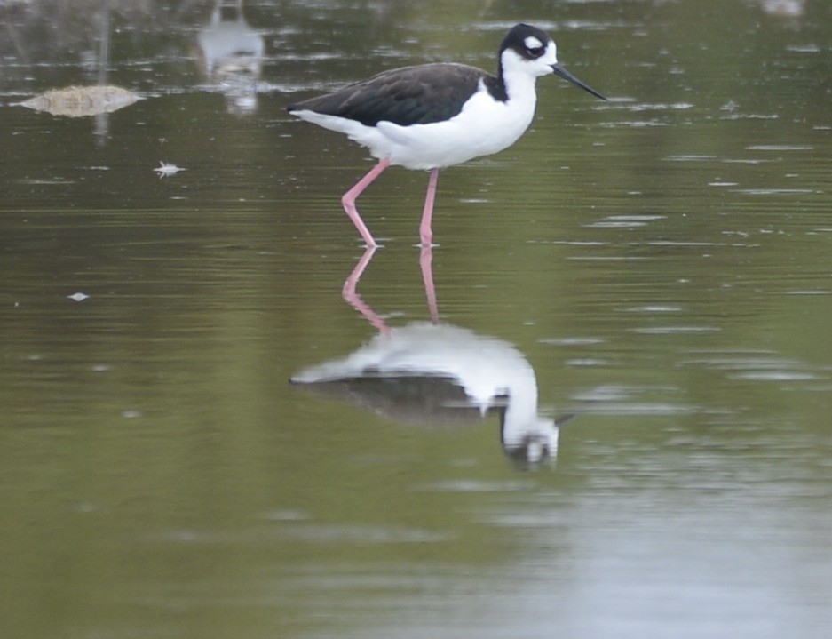 Black-necked Stilt - ML641983605