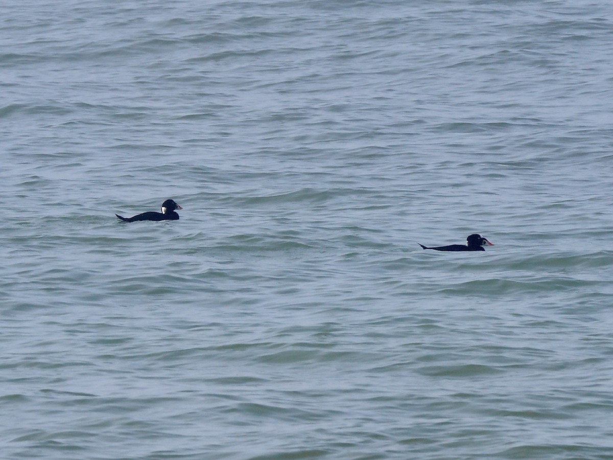 Surf Scoter - ML641983606