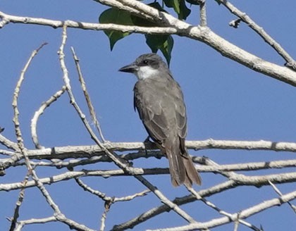 Thick-billed Kingbird - ML641983607