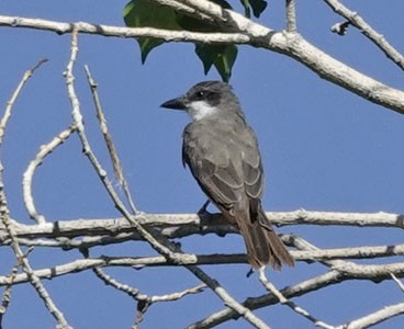 Thick-billed Kingbird - ML641983608