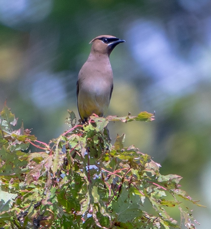 Cedar Waxwing - ML641983610