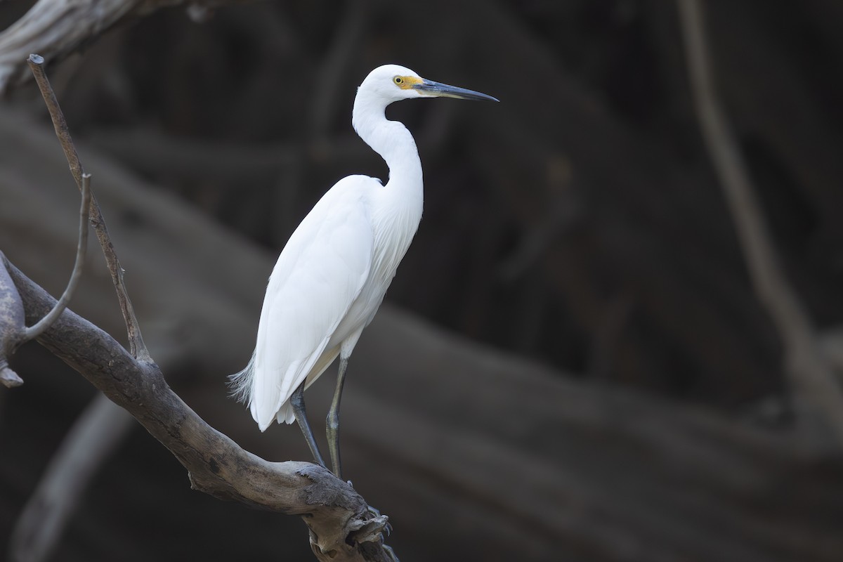 Little Egret (Australasian) - ML641983618