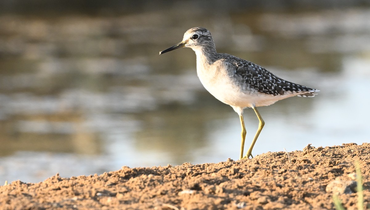 Bruchwasserläufer - ML641983619
