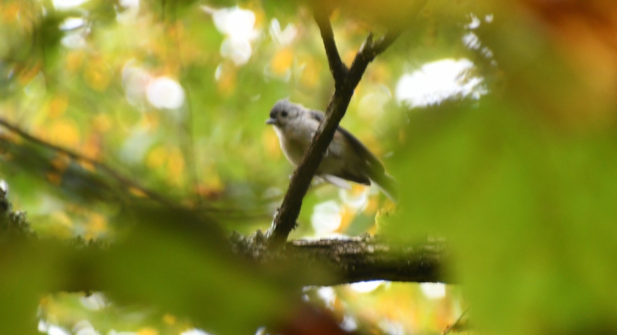 Tufted Titmouse - ML641983621