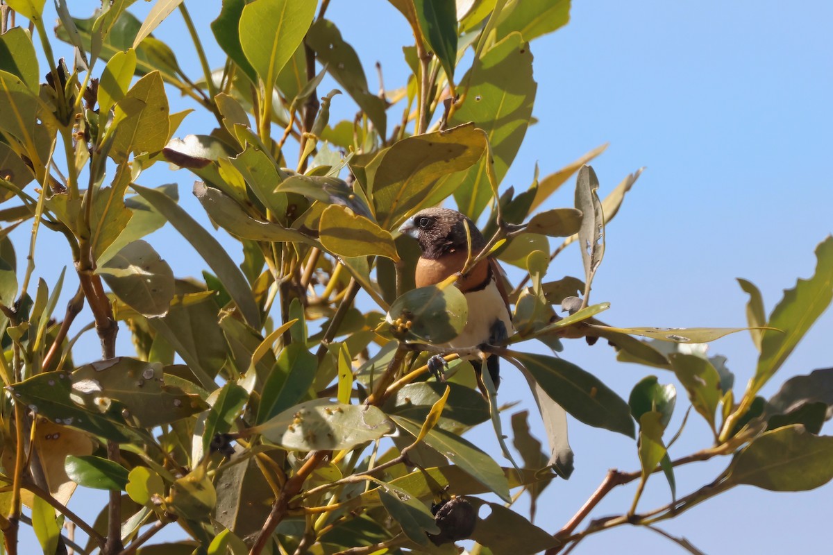 Chestnut-breasted Munia - ML641983623