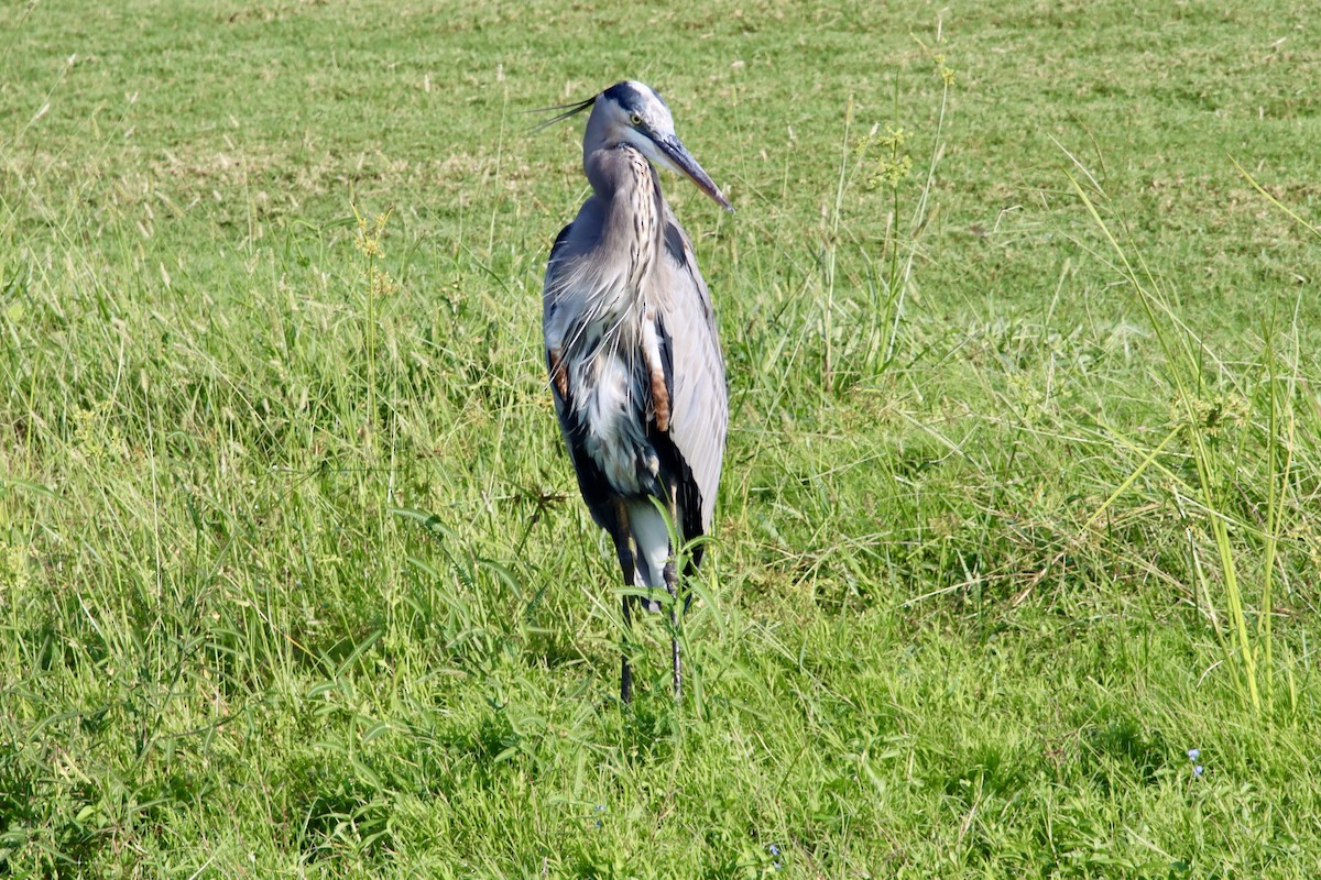 Great Blue Heron - ML641983640