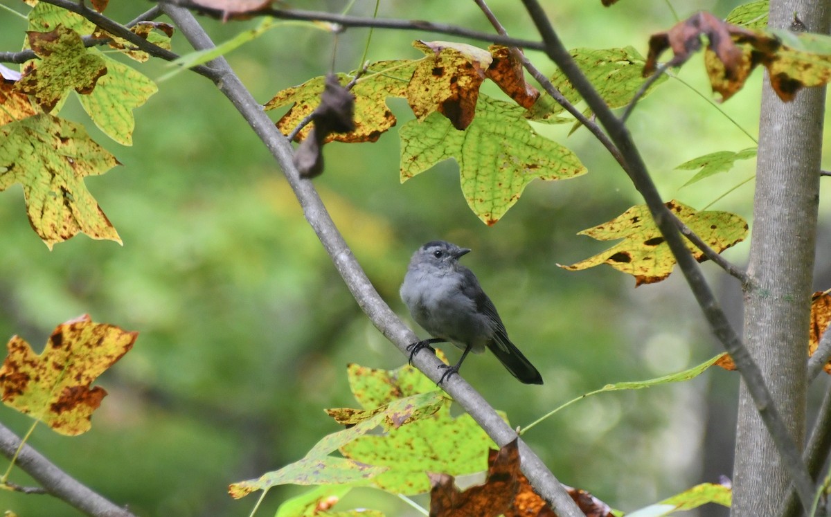 Gray Catbird - ML641983644