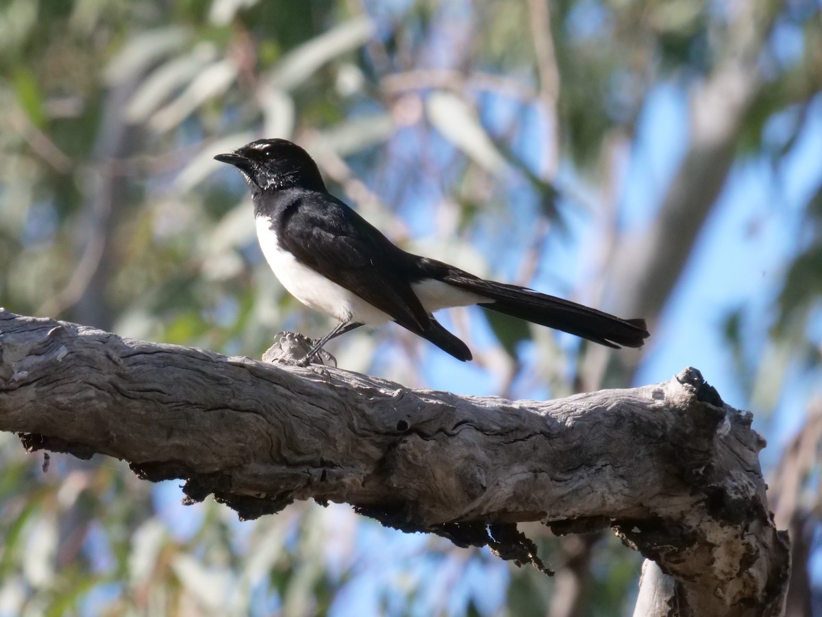 Willie-wagtail - ML641983651