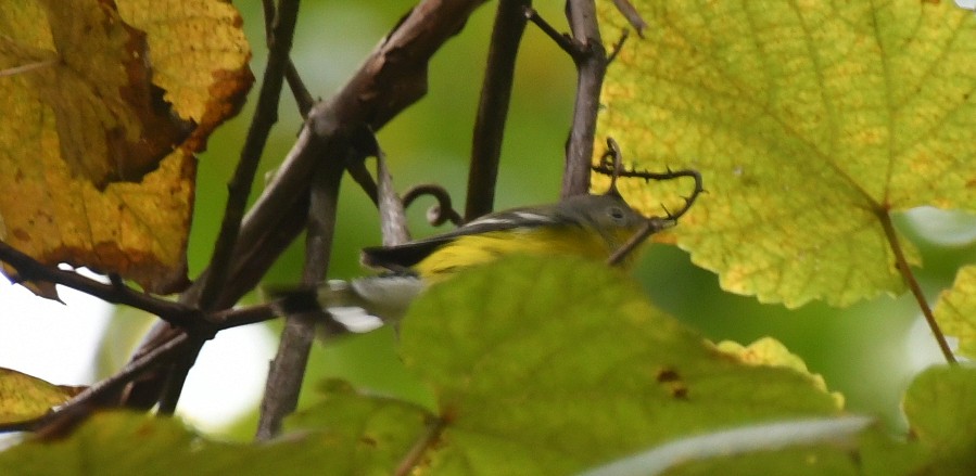 Magnolia Warbler - ML641983655