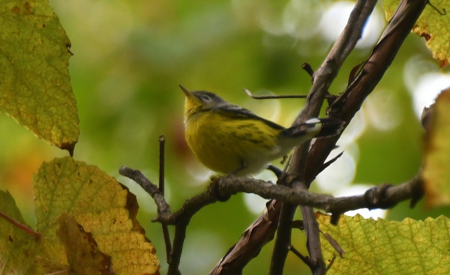 Magnolia Warbler - ML641983656