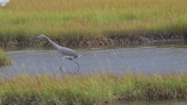 Reddish Egret - ML641983662
