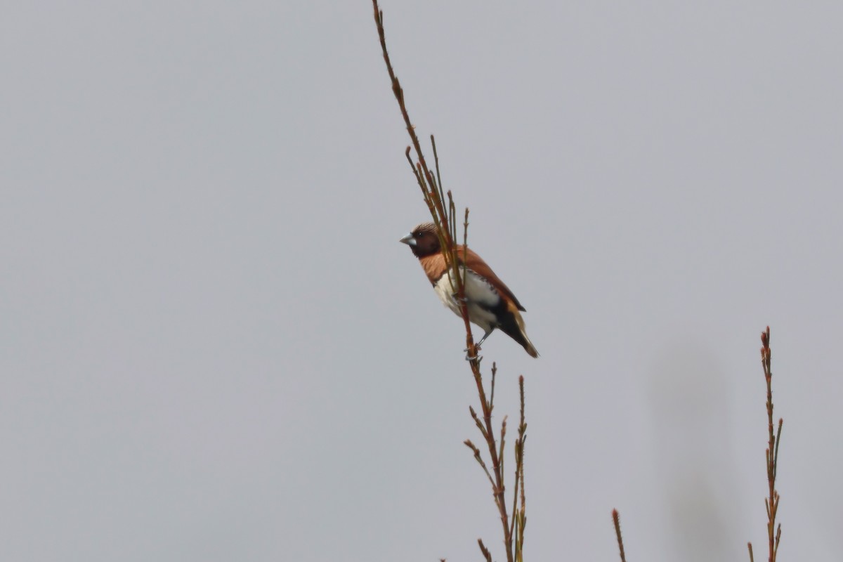 Chestnut-breasted Munia - ML641983666