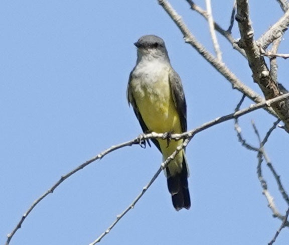 Western Kingbird - ML641983669