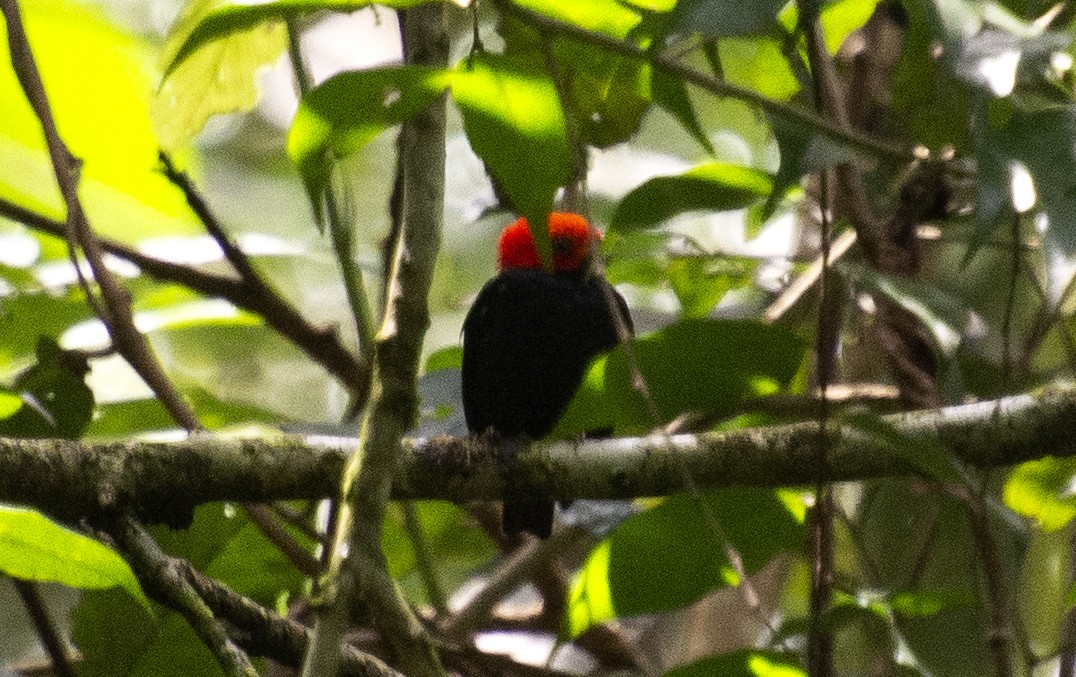 Red-headed Manakin - ML641983671