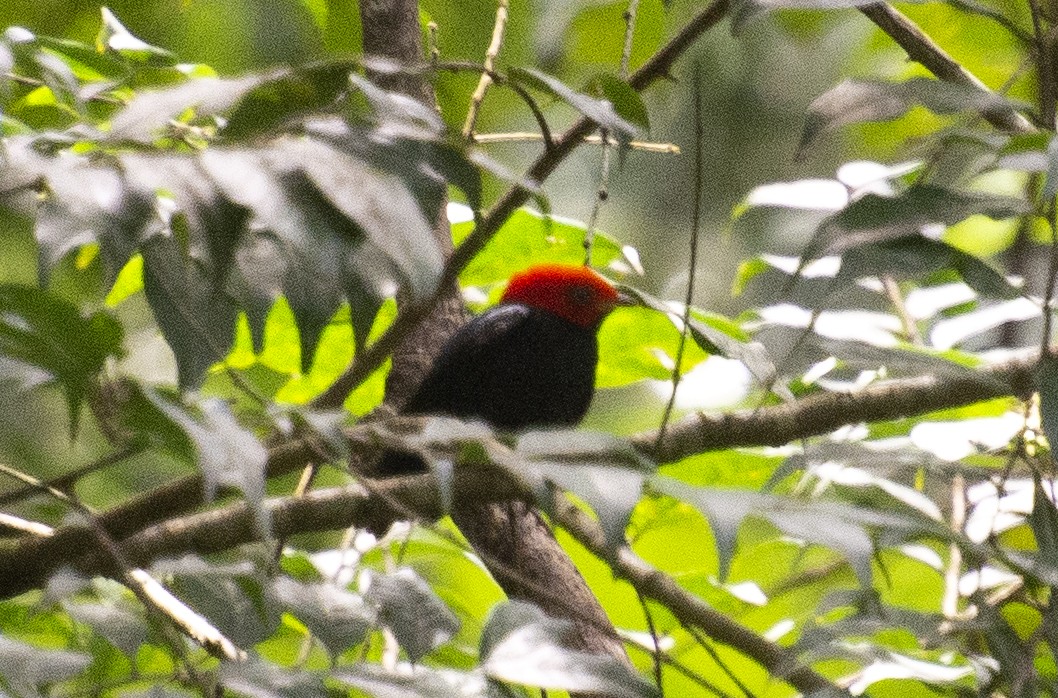 Red-headed Manakin - ML641983672